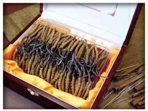 广西冬虫夏草回收